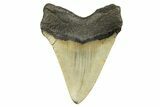 Serrated, Fossil Megalodon Tooth - North Carolina #298963-1